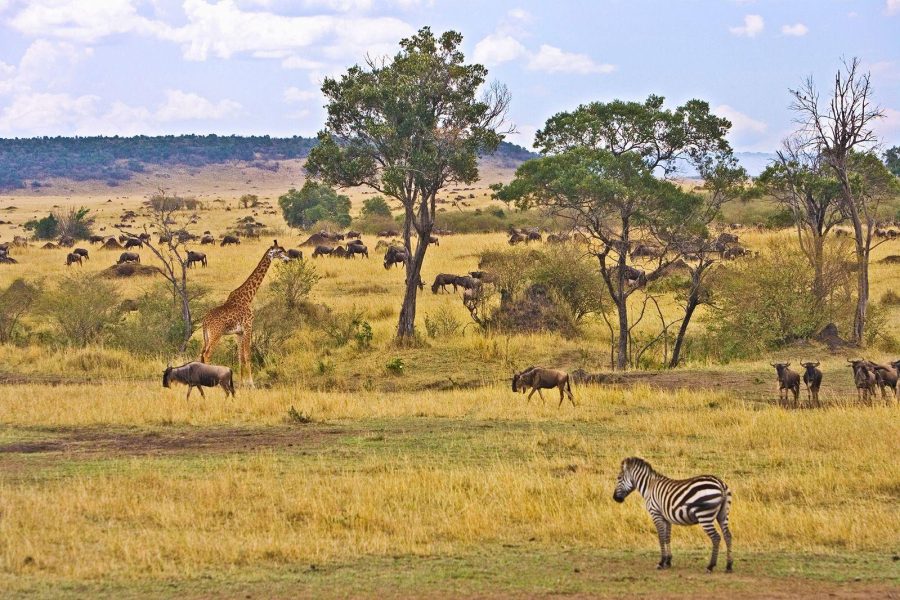 4 Days Lake Manyara, Ngorongoro Crater & Tarangire Park