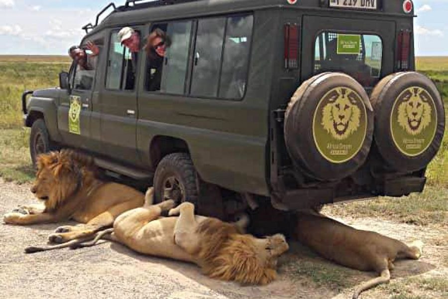 4 Days Amboseli Tsavo West/East Safari