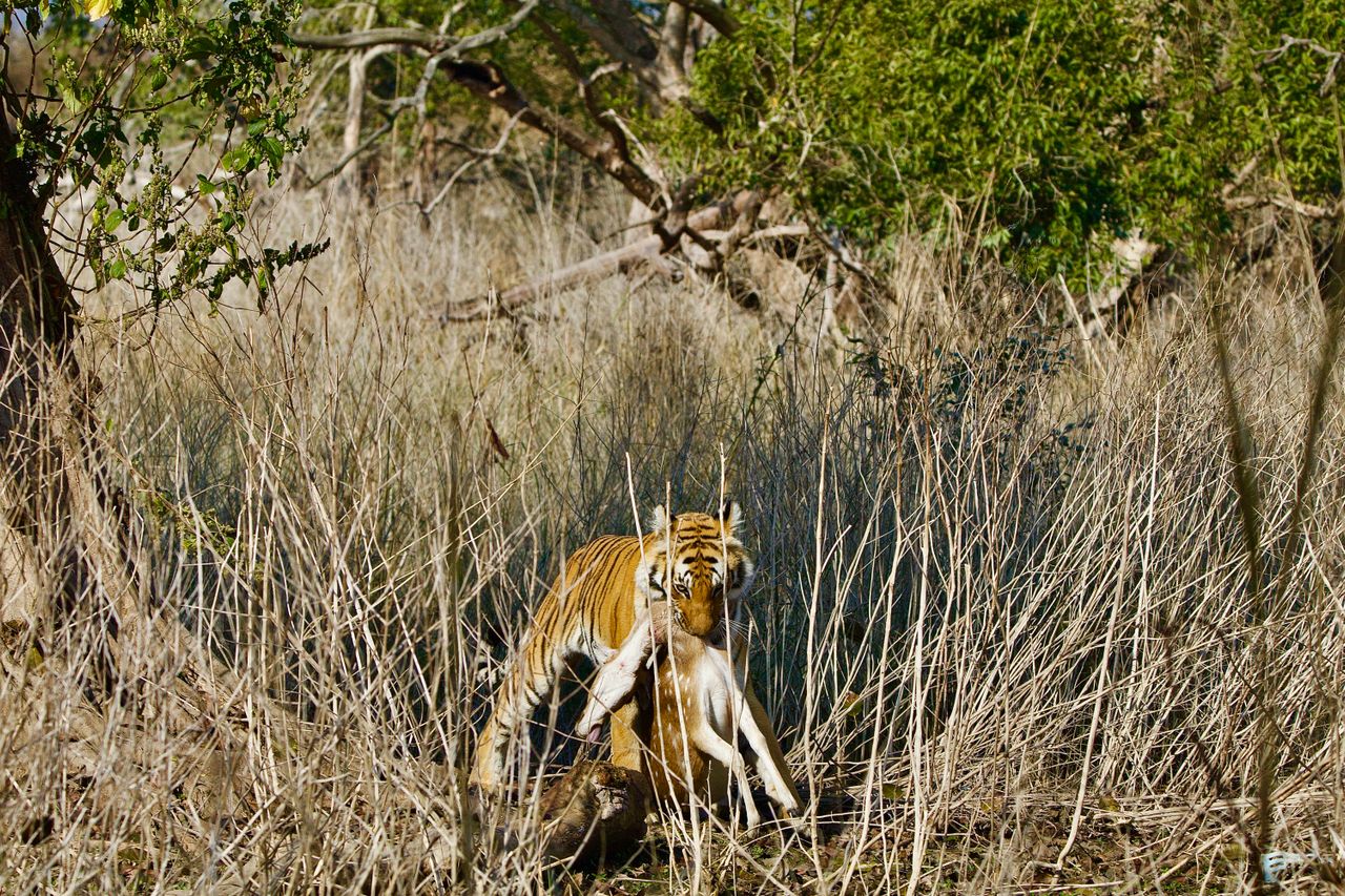 4 Days Amboseli Tsavo West/East Safari