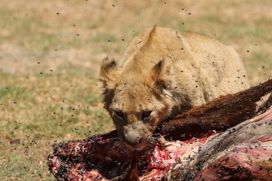 7 Days Amboseli-Lake Naivasha-Lake Nakuru – Masai Mara