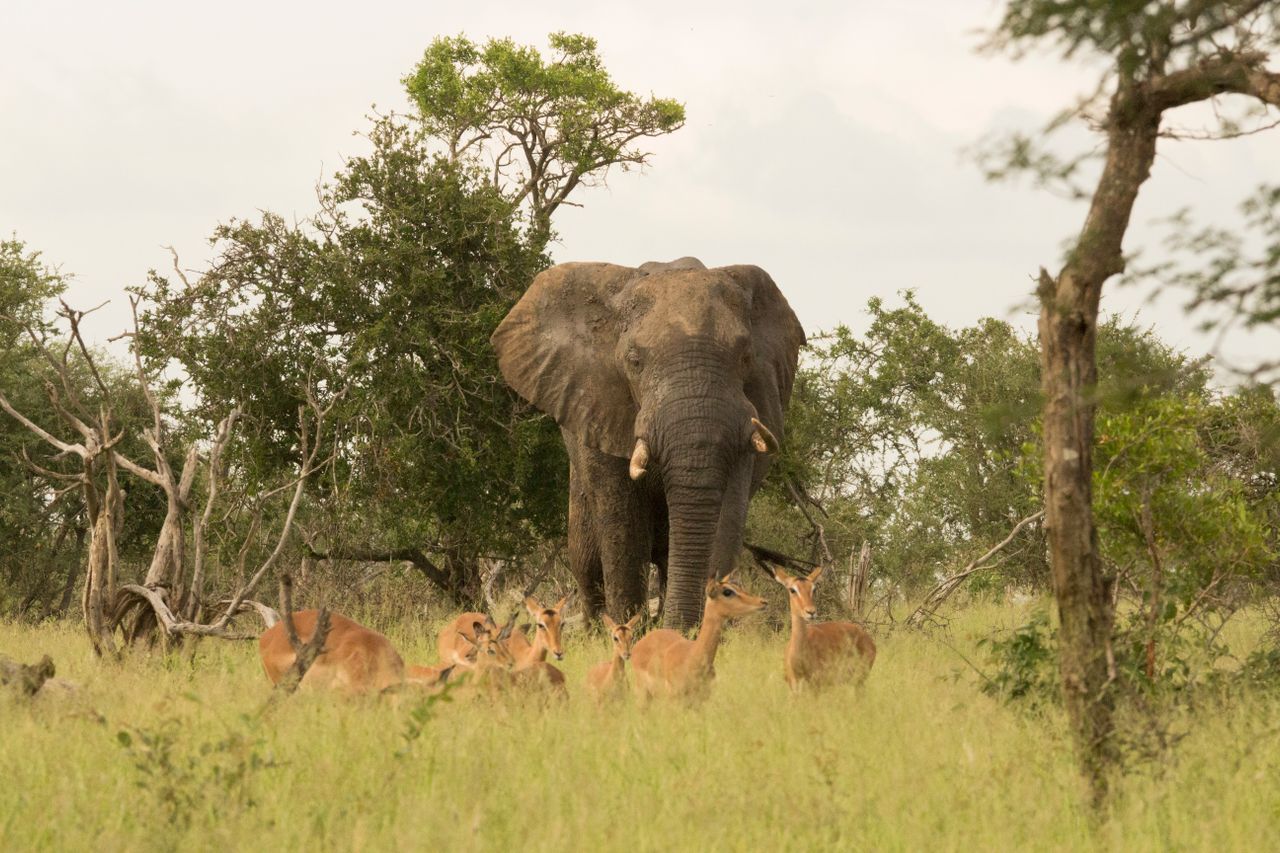 8 Days Samburu – Aberdares – Amboseli – Nakuru – Masai Mara Safari