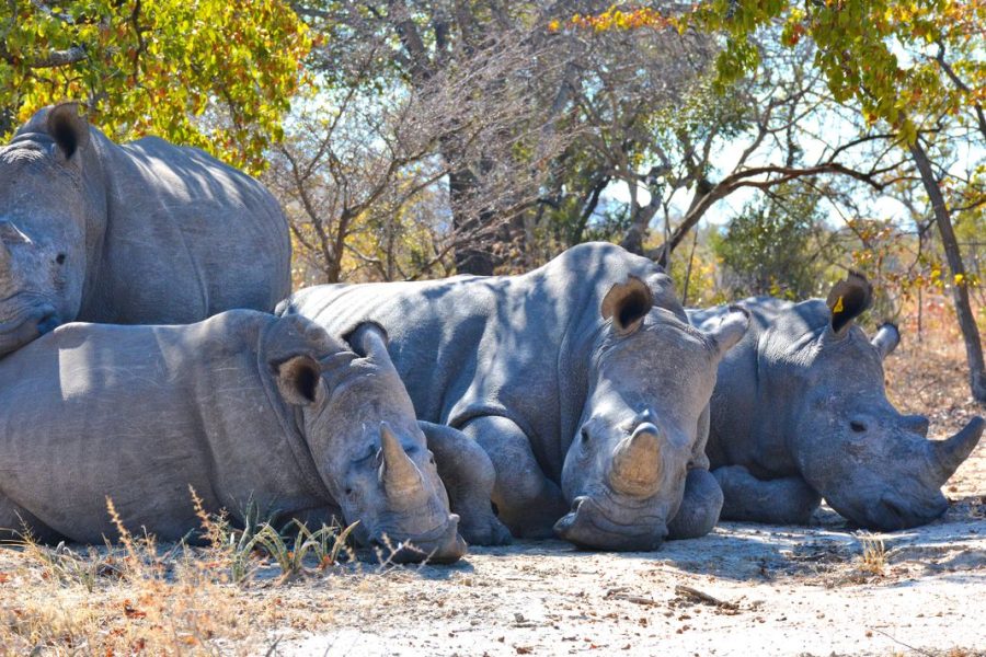 2 Days Sweet waters/OlPejeta Rhino Santuary