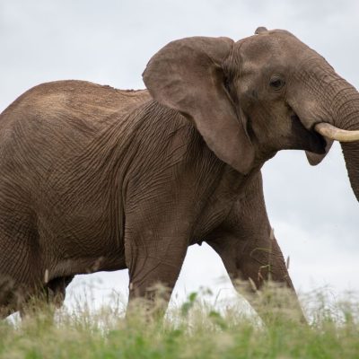 Amboseli