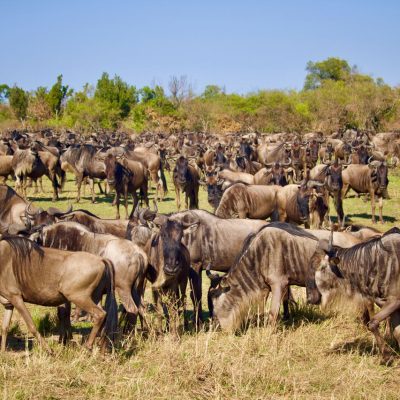 Tsavo East