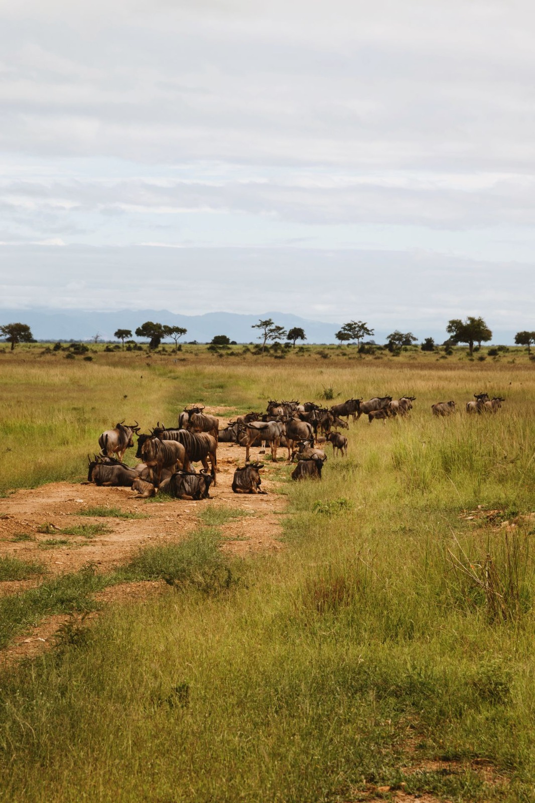 4 Days Samburu – Abderdares