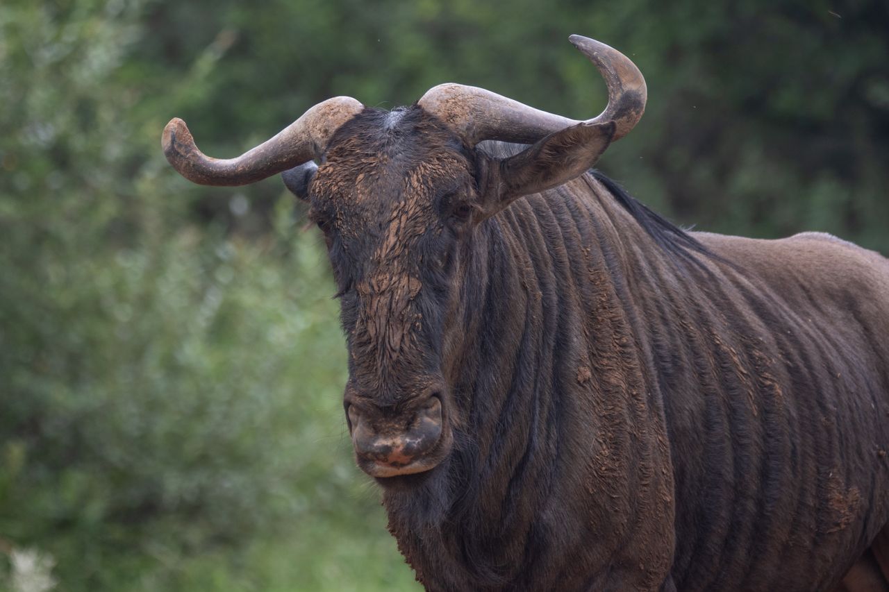 4 Days Masai Mara – Nakuru 4×4 land cruiser jeep Safari