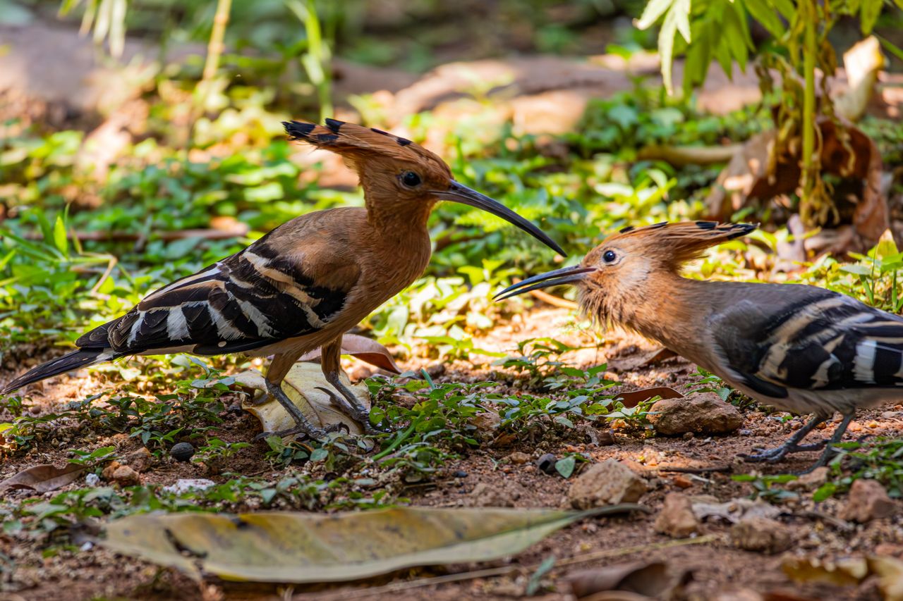 4 Days Samburu – Abderdares
