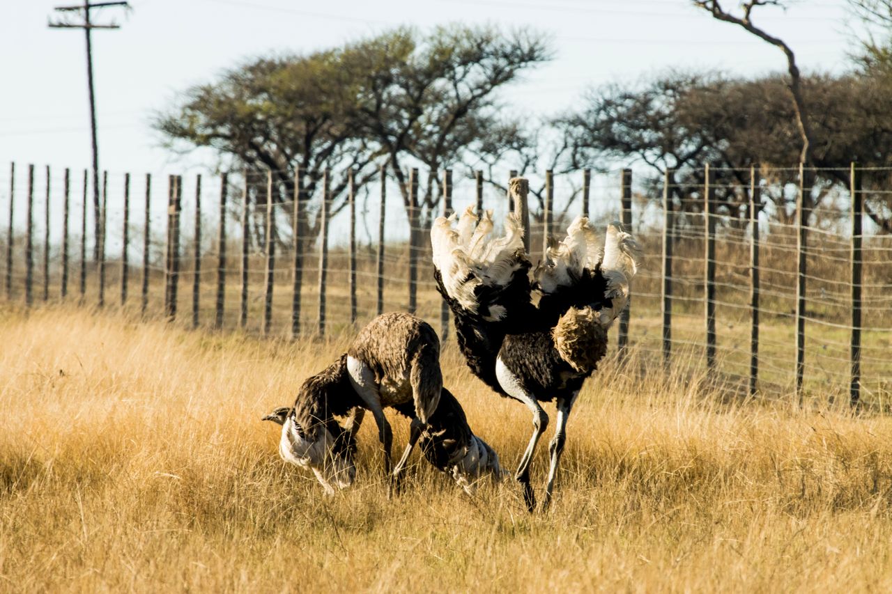4 Days Masai Mara – Nakuru 4×4 land cruiser jeep Safari