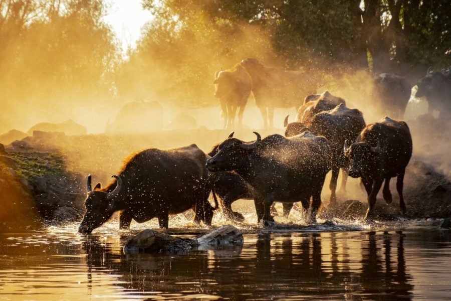 3 Days 2 Night’s Lake Manyara & Ngorongoro Tour