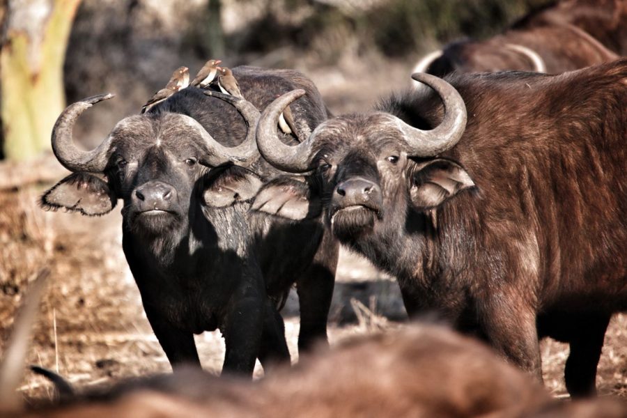 3 Days 2 Nights Tarangire, Lake Manyara & Ngorongoro