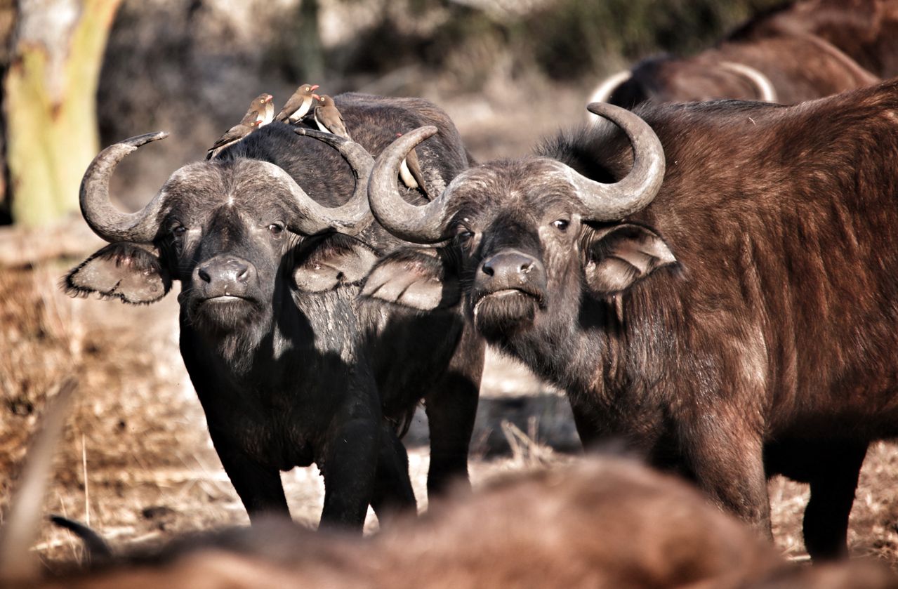 2 Days Amboseli Safari