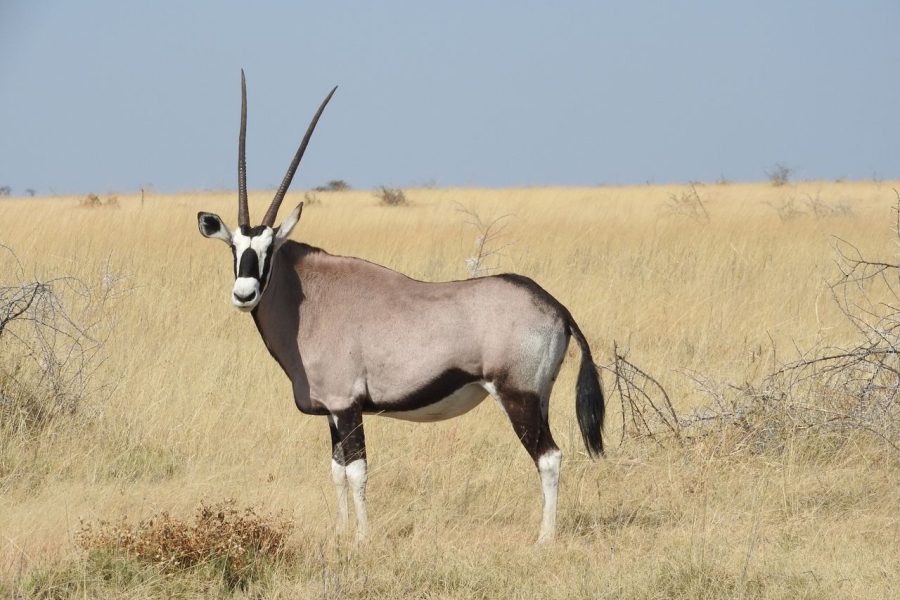 6 Days Nakuru – Bogoria/Baringo – Lake Naivasha – Masai Mara