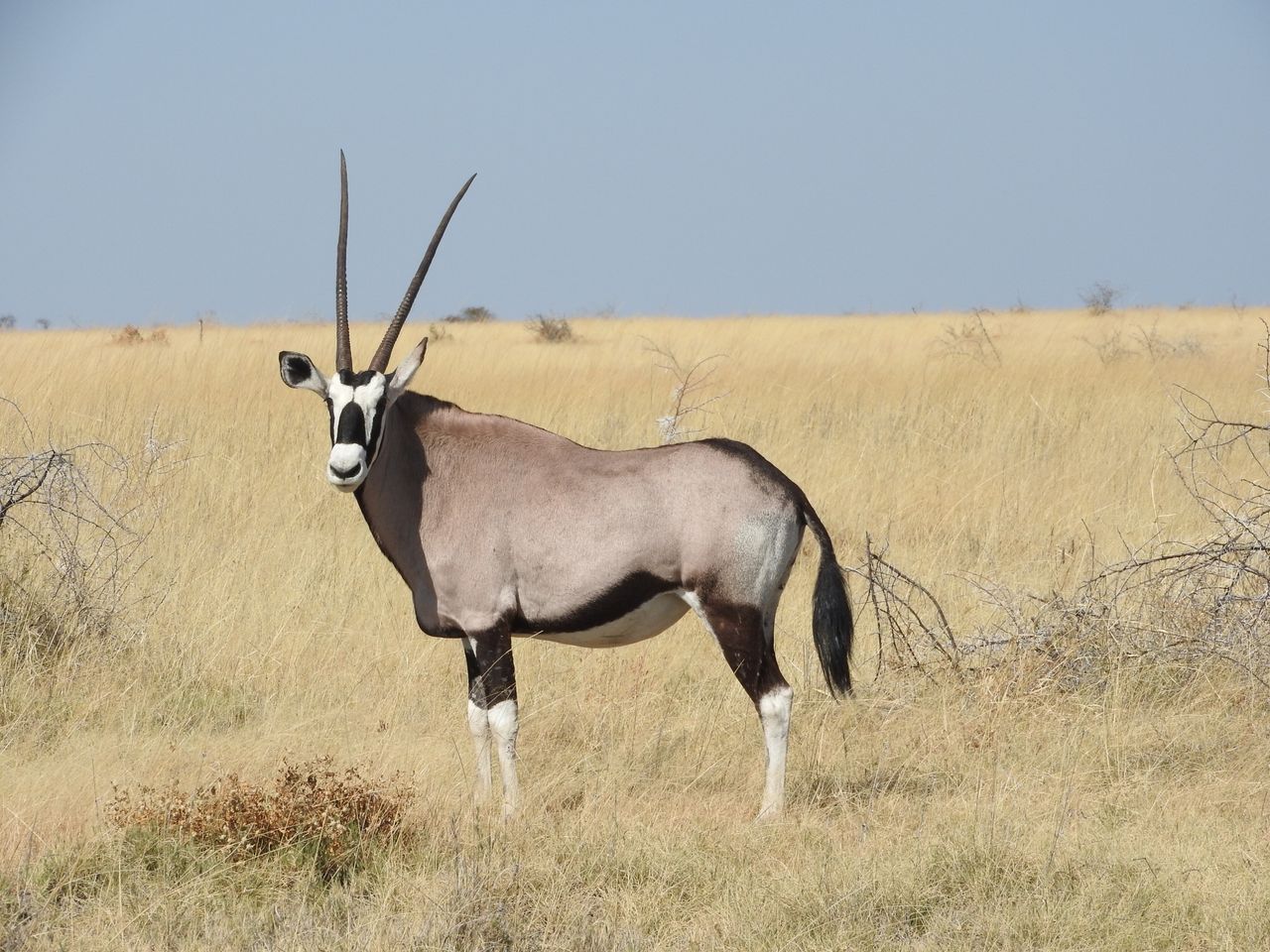 7 Days Tsavo West – Amboseli – Lake Naivasha-Masai Mara