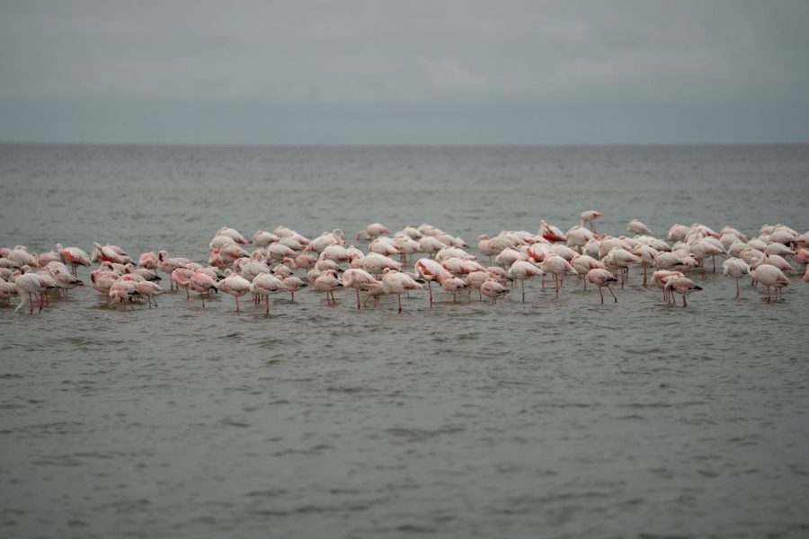 7 Days, 6 Nights Amboseli-Bogoria/Baringo-Nakuru-Masai Mara