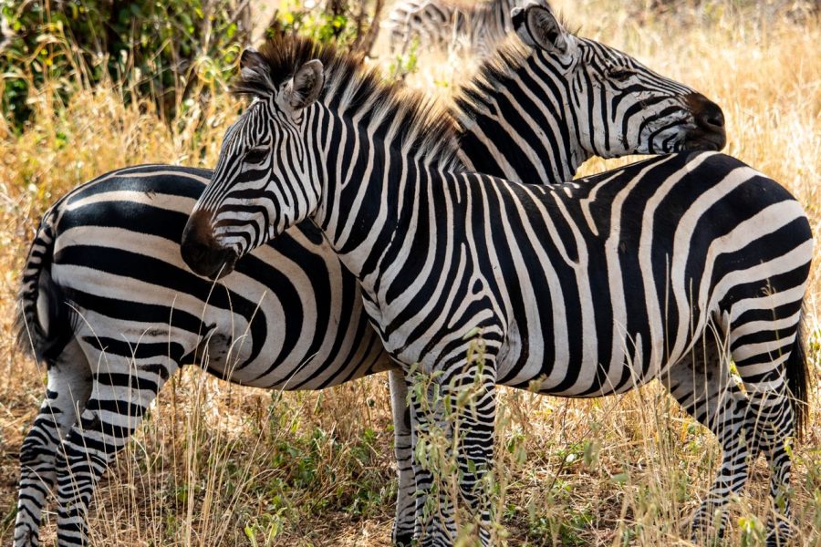 5 Days Masai Mara-Nakuru-Aberdares Safari