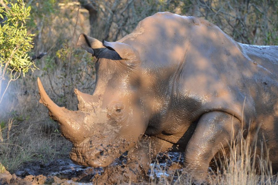 5 Days Samburu – Sweet Waters (Olpejeta) – Aberdares