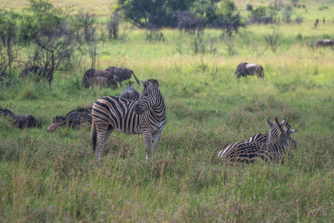 9 Days Samburu-Lake Nakuru – Masai Mara – Naivasha – Amboseli Safari