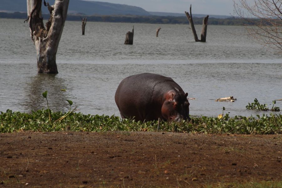 7 Days Tsavo West – Amboseli – Lake Naivasha-Masai Mara
