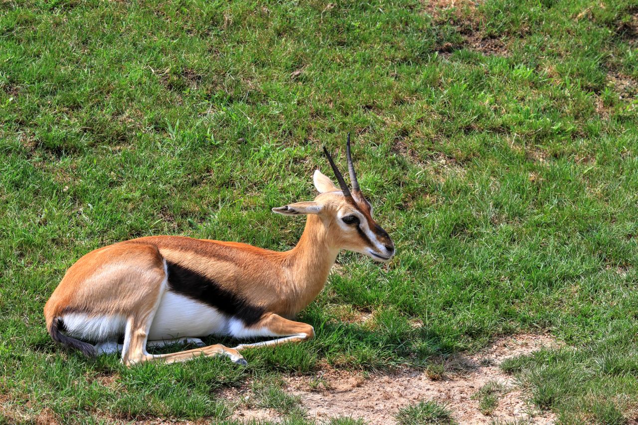 8 Days Samburu – Sweetwaters – Nakuru – Naivasha – Masai Mara Safari