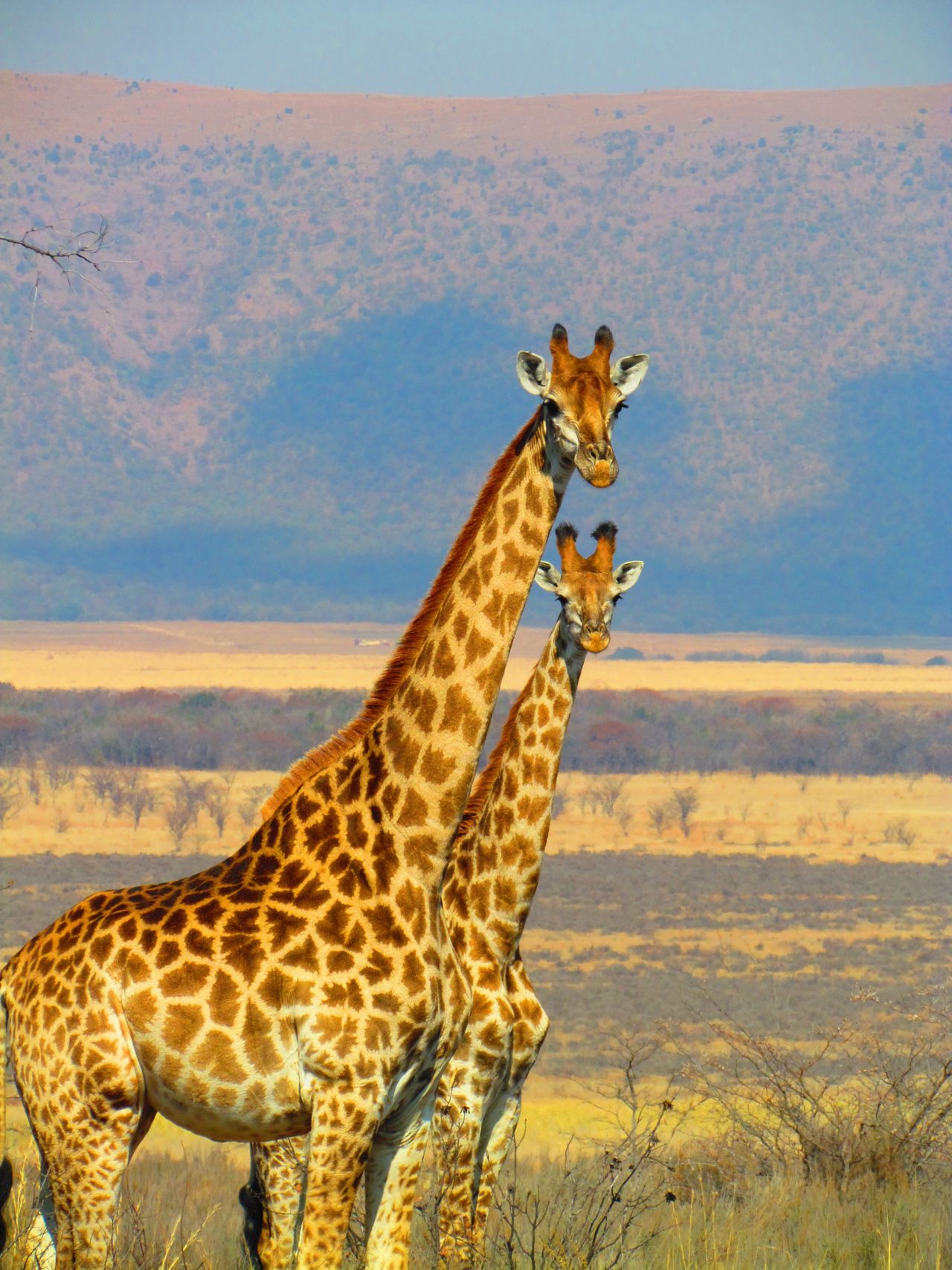 5 Days Amboseli-Nakuru-Masai Mara Safari