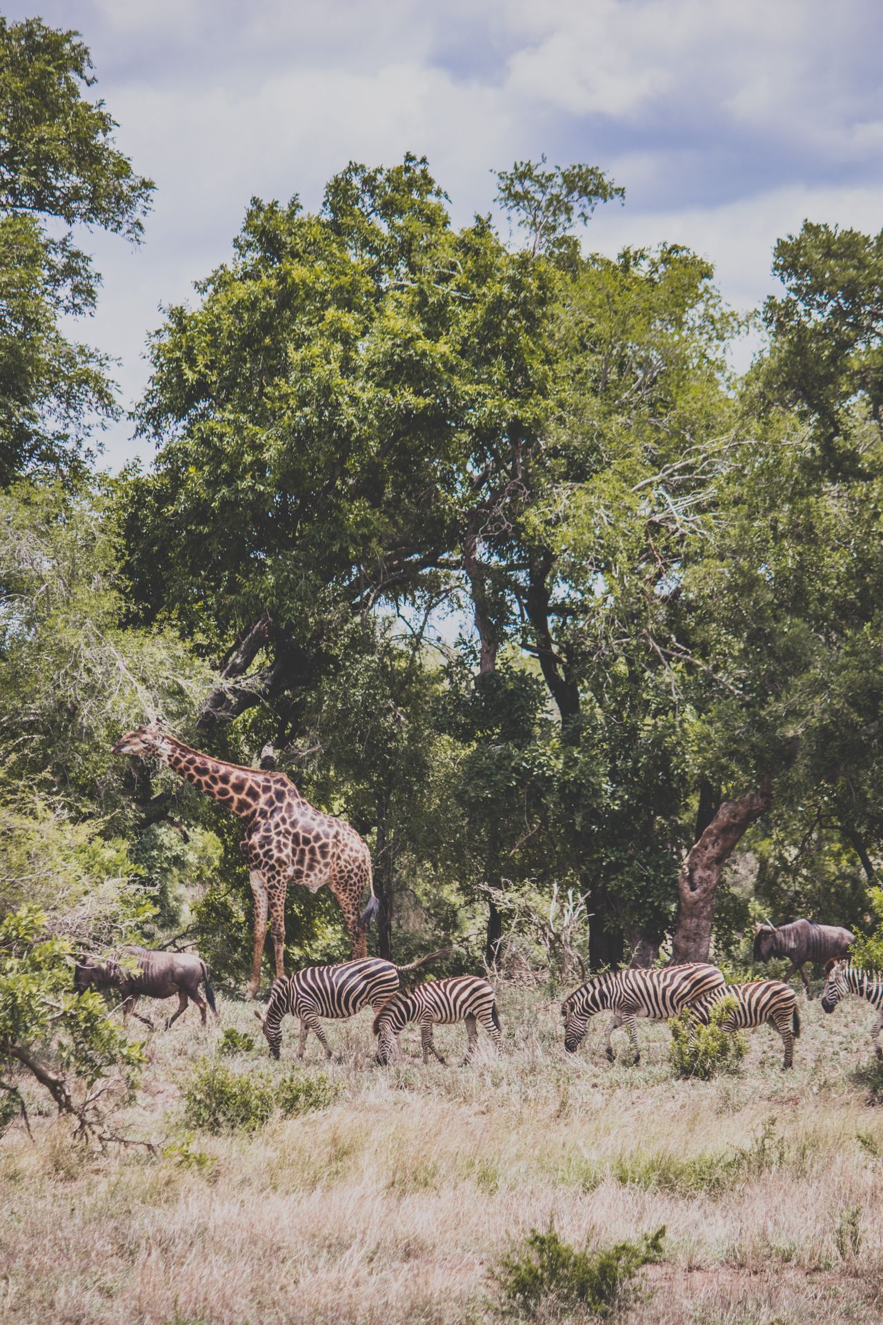 5 Days Amboseli-Tsavo West & East Safari