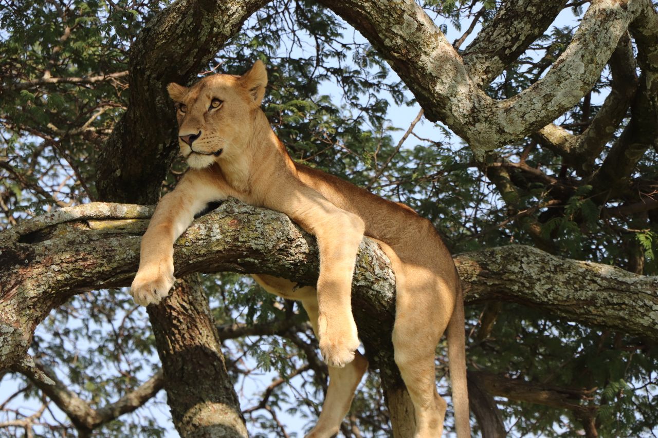5 Days Masai Mara-Nakuru-Aberdares Safari